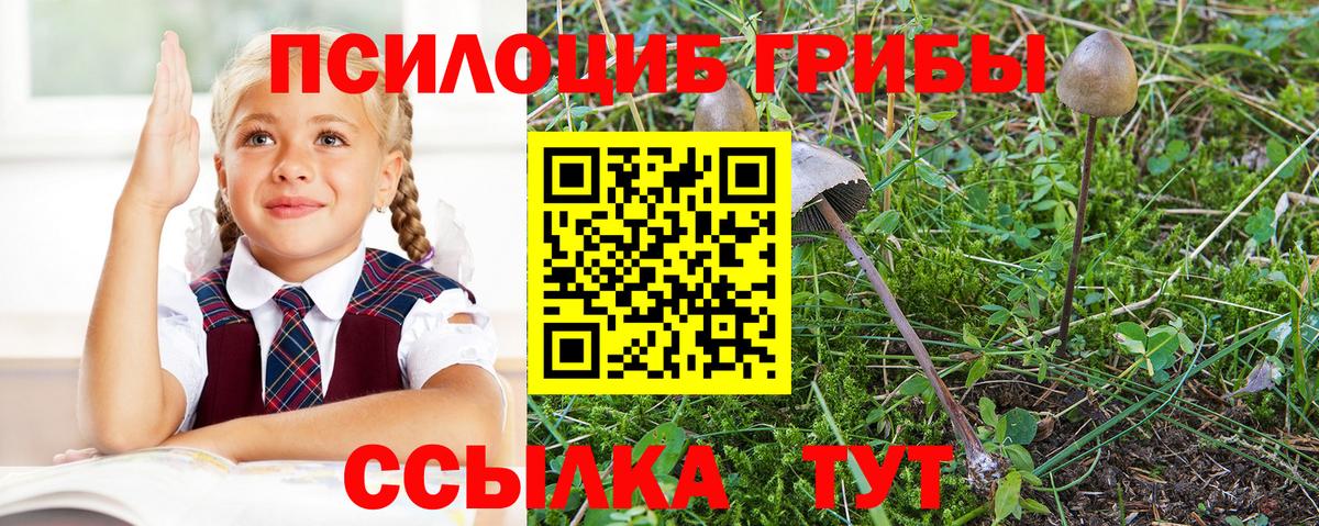 Галлюциногенные грибы Cubensis  Зима 