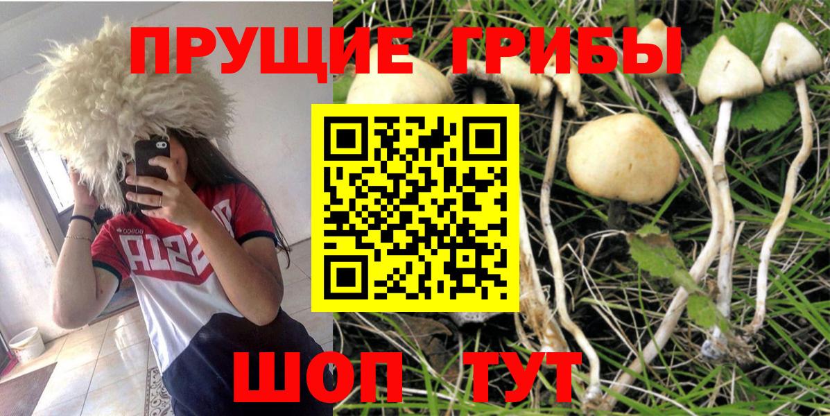 Зима  Галлюциногенные грибы GOLDEN TEACHER  Вход с VPN 